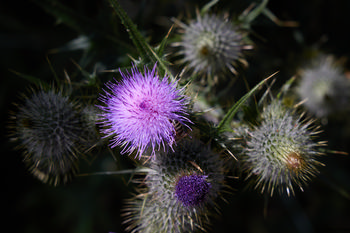Milk Thistles blooming This nature photograph features blooming milk thistle plants captured during the afternoon in the summer season. The main subject is the vibrant purple flower heads of the milk thistle, with their spiky green stems and surrounding buds clearly visible. The detailed close-up allows for observation of insects interacting with the plants, highlighting their role within the ecosystem. The image focuses on the variety and intricate structures found in wild plants, providing a still life representation of summer flora.